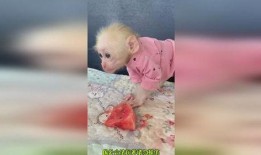 猴吃瓜搞笑视频软件免费,免费畅享欢乐时光！